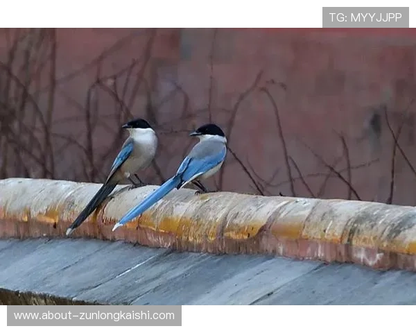 尊龙人生就是博爱:践行善行传递温暖的真实写照